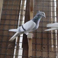 کبوتر بهبهانی و پلاکی