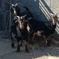 بز گله داری|حیوانات مزرعه|پیر بکران, |دیوار