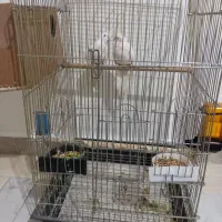 عروس هلندی سفید نر و ماده کشیده