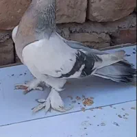 کبوتر ترکیه ای نر  معاوضه با طوقی ماده