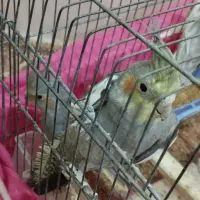 فروش یک جفت عروس هلندی خاکستری دوکت