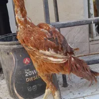 جوجه و مرغ و خروس لاری بوقلمون|حیوانات مزرعه|زابل, |دیوار