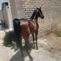سیلمی بسیار زیبا و سواری دار