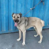 سگ سراب|سگ|اشتهارد, |دیوار