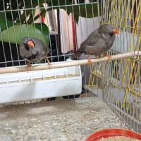 پرنده|پرنده|ساری, |دیوار