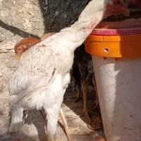 خروس لارس|حیوانات مزرعه|کوهدشت, |دیوار