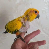 طوطی خورشیدی پشت زرد|پرنده|سنندج, |دیوار