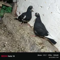 پلنگ|پرنده|زرند, |دیوار