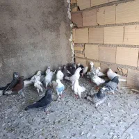 کفتر