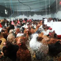 مرغ بومی جهادی گلپایگانی جوجه تخمگذار نیمچه ۴ماهه