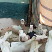 طوقی|پرنده|دره شهر, |دیوار