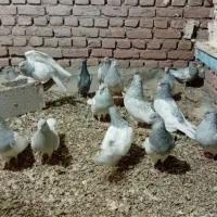 کله الماسی|پرنده|بناب, |دیوار