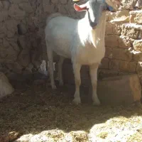 سانن|حیوانات مزرعه|قوچان, |دیوار