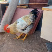مرغ و خروس