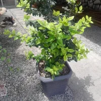 گل یاس هلندی با گلدان بزرگ