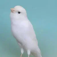 معاوضه قناری ماده