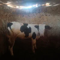 گوساله نر و ماده