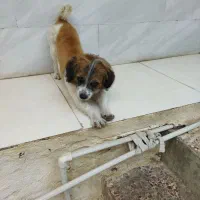 سگ گمشده در علی آباد کتول