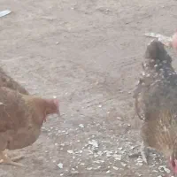 9عدد مرغ  محلی تخم گذار هر دونه 750تومان