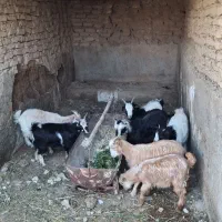 فروش بز قاله اصیل محلی