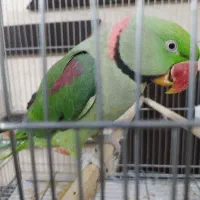 شاه طوطی.ملنگو مینا.عروس|پرنده|مشهد, ایوان|دیوار