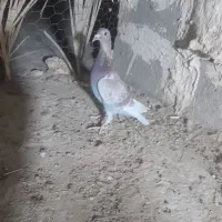 جفت بور مگس نرو ماده