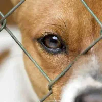 واگذاری رایگان نژاد های سگ|سگ|شهرضا, |دیوار