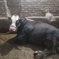 گاونر