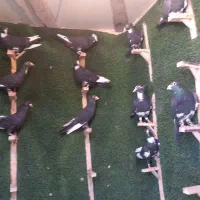 پریده زدخوردی