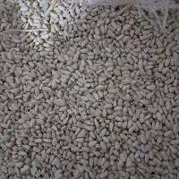 بذر گلرنگ دانه روغنی