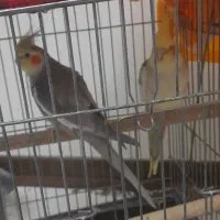 فروش عروس هلندی|پرنده|تهران, شهرک صدرا|دیوار