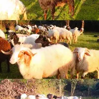 فروش گوسفند صحرایی نر چاق و ماده شکم دار