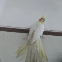 عروس هلندی لوتیتو  ماده  فوق دستی