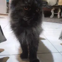 گربه پرشین مصری