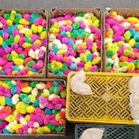 جوجه رنگی تعداد بالا