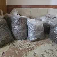 خرمای پیارم درجه یک|خوردنی و آشامیدنی|دهرم, |دیوار