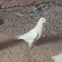 کفتر