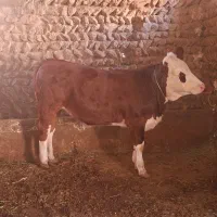 خرید فروش گاو گوساله