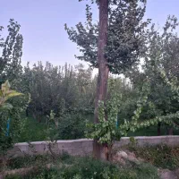 تنه درخت قره آغاج