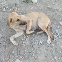 واگذاری رایگان سگ|سگ|اندیشه, اندیشه فاز ۵|دیوار