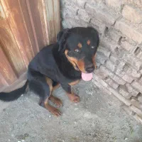 واگذاری روتوایلر فی ۵ و یک عدد ژرمن