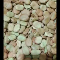 باقلا بذر برکت وهیستال درجه یک جهت کشت وخوراک|خدمات باغبانی و درختکاری|گرگان, |دیوار