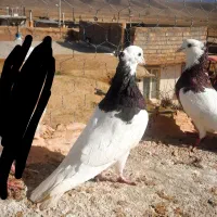 کبوتر...|پرنده|نیشابور, مازول|دیوار