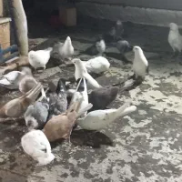 فروش کبوتر