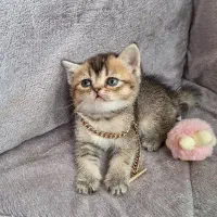 بر‌یتیش موکوتاه گلد