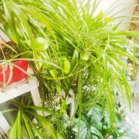 گل طبیعی|گل و گیاه طبیعی|بجنورد, |دیوار