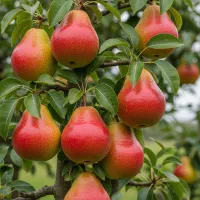 فروش  نهال گلابی شاه‌میوه درشت و صادراتی