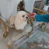 واگذاری آقا آرچی|سگ|رشت, احمد گوراب|دیوار