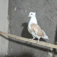 دو تا شازده زرد ماده یه نر سرور