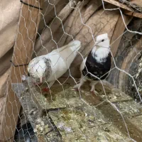 ی چخ طوقی|پرنده|شیروان (خراسان), |دیوار